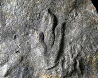 アメリカ・コネチカット州産恐竜足跡化石