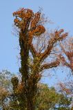 ヨグソミネバリ大木
