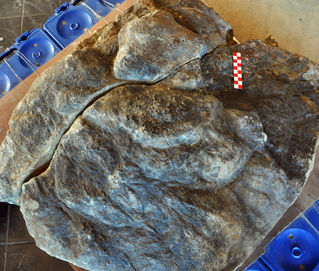 新たに発見された恐竜足跡化石