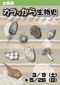 企画展「カラッから生物史－殻の化石の物語」