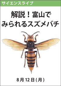 サイエンスライブ「解説！富山でみられるスズメバチ」