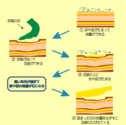 恐竜足跡化石の見つけ方