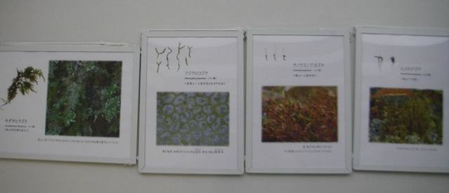 標本