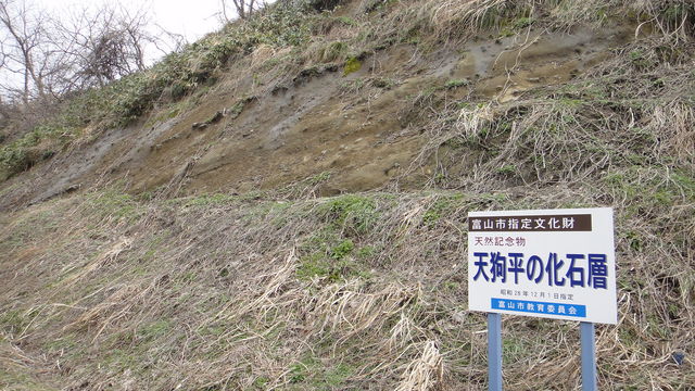 天然記念物に指定されている音川層の露頭「天狗平の化石層」