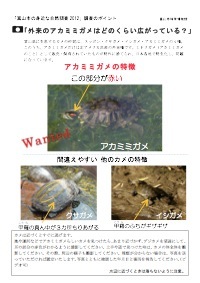 アカミミガメの見分け方