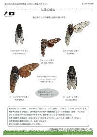 セミの成虫の見分け方