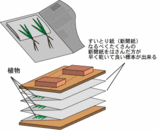 植物を新聞紙にはさんで重しをします。