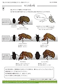 セミの抜け殻の見分け方