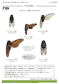 セミの成虫の見分け方