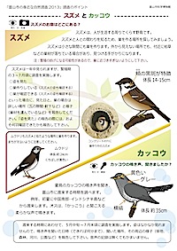 スズメとカッコウの見分け方