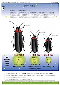 ホタルの見分け方