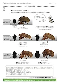 セミの抜け殻の見分け方