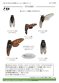 セミの成虫の見分け方