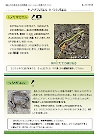 カエルの見分け方