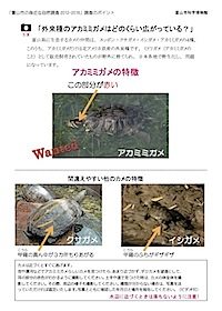 アカミミガメの見分け方