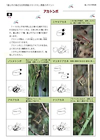 アカトンボの見分け方