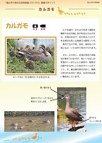 カルガモの見分け方