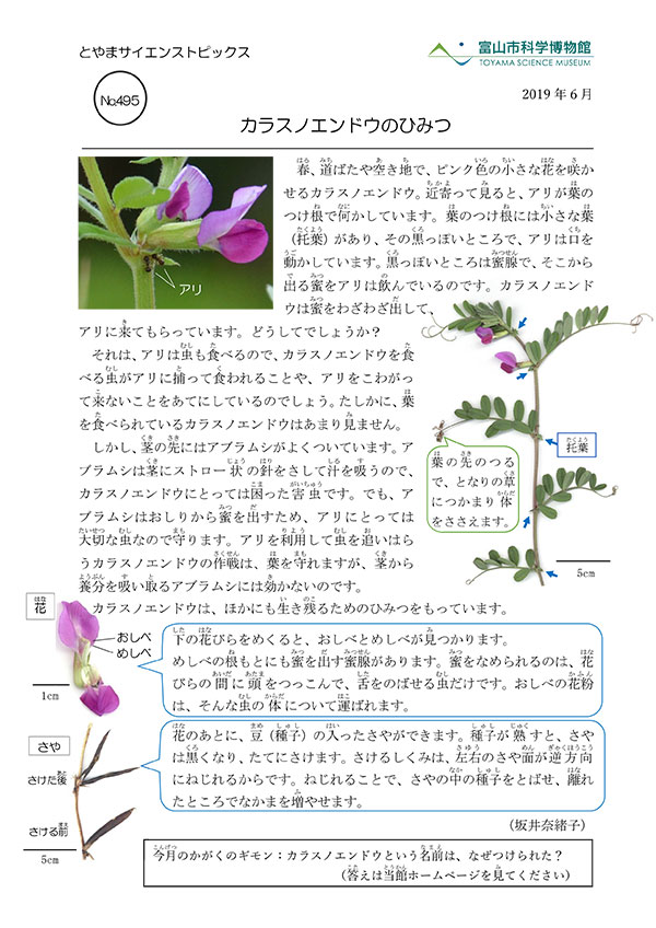 No 495 カラスノエンドウのひみつ 富山市科学博物館 Toyama Science Museum