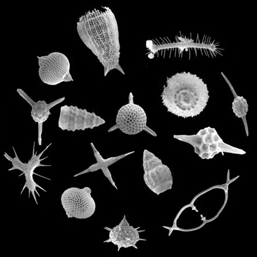 スペシャルプラネタリウム「キラキラくるくる放散虫プラネタリウム