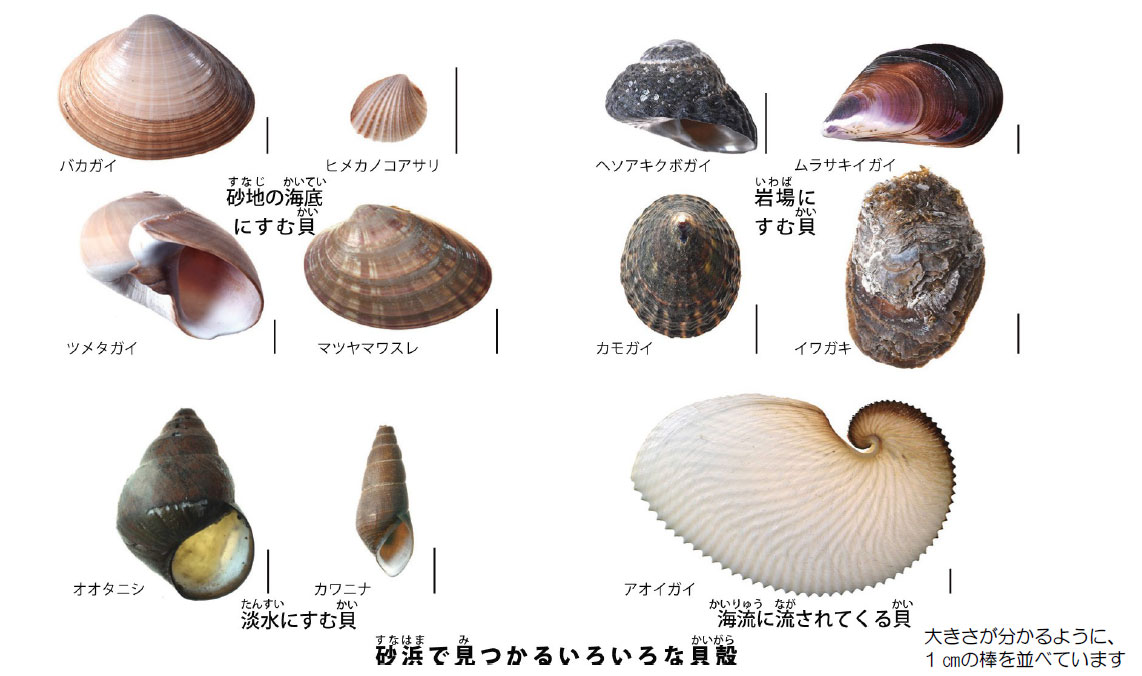 No.520 砂浜の貝殻はどこからやってくる？｜富山市科学博物館 Toyama
