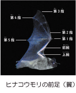 ヒナコウモリの前足（翼）の構造