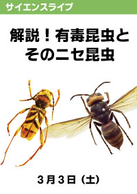 サイエンスライブ「解説！有毒昆虫とそのニセ昆虫」