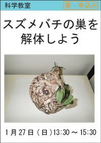 科学教室「スズメバチの巣を解体しよう」