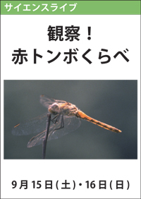 サイエンスライブ「観察！赤トンボくらべ」