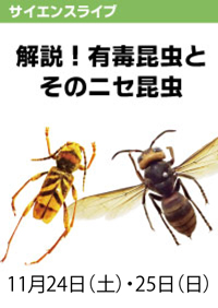 サイエンスライブ「解説！有毒昆虫とそのニセ昆虫」