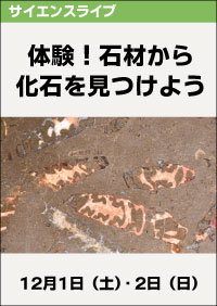 サイエンスライブ「体験！石材から化石を見つけよう」