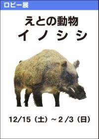 ロビー展「えとの動物－イノシシ－」