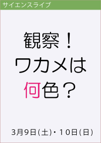 サイエンスライブ「観察！ワカメは何色？」