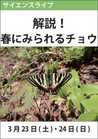 サイエンスライブ「解説！春にみられるチョウ」