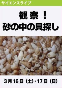 サイエンスライブ「観察！砂の中の貝探し」