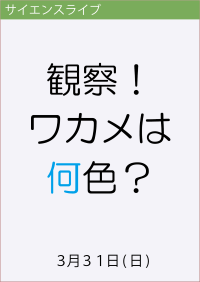 サイエンスライブ「観察！ワカメは何色？」