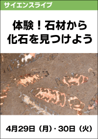 サイエンスライブ「体験！石材から化石を見つけよう」