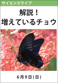 サイエンスライブ「解説！増えているチョウ」