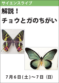 サイエンスライブ「解説！チョウとガのちがい」