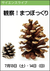 サイエンスライブ「解説！まつぼっくり」