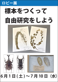 ロビー展「標本をつくって自由研究をしよう」