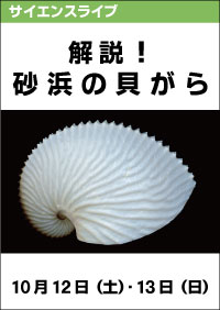 サイエンスライブ「解説！砂浜の貝がら」