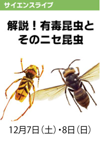 サイエンスライブ「解説！有毒昆虫とそのニセ昆虫」