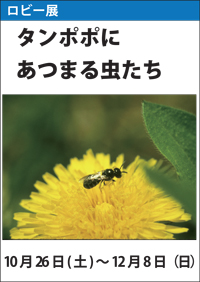 ロビー展「タンポポにあつまる虫たち」