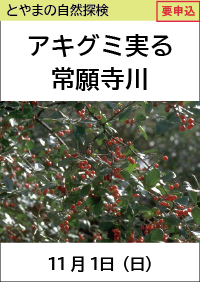 とやまの自然探検「アキグミ実る常願寺川」