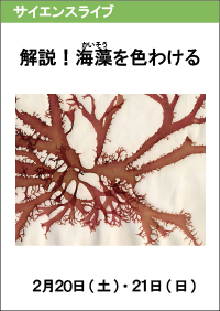 サイエンスライブ「解説！海藻を色わける」