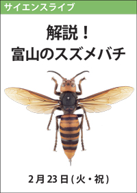 サイエンスライブ「解説！富山のスズメバチ」