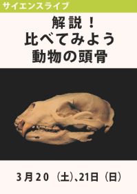 サイエンスライブ「解説！動物の頭骨」