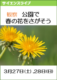 サイエンスライブ「観察！公園で春の花をさがそう」