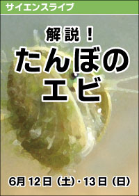 サイエンスライブ「解説！たんぼのエビ」