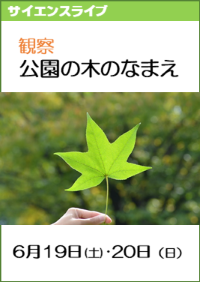 サイエンスライブ「解説！公園の木の名前」